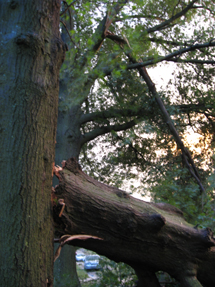 Summer Storm Damage