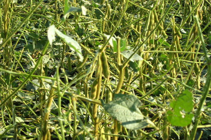 Summer Storm Damage