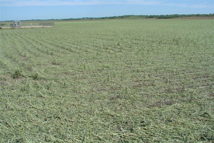 Summer Storm Damage