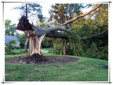 Storm Damage in Town