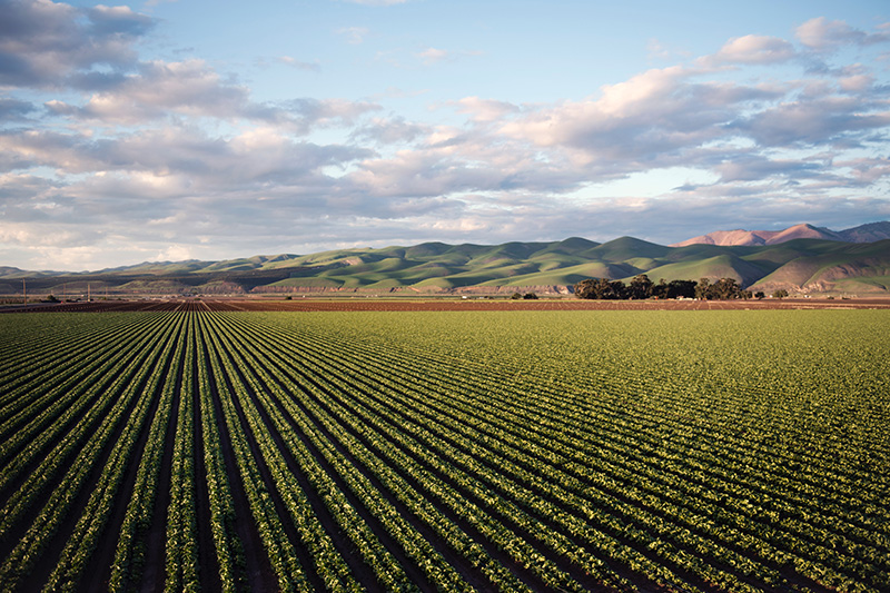 crops