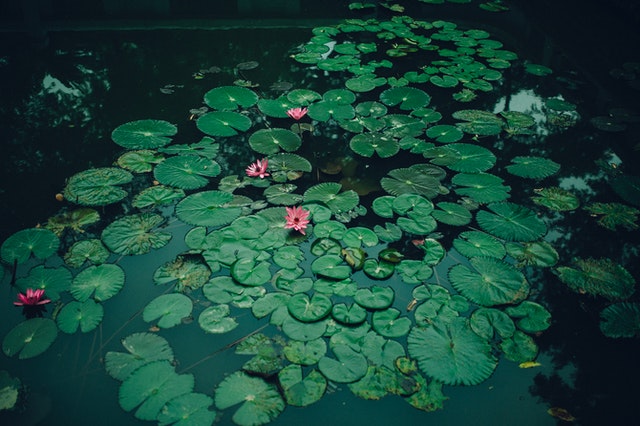 pond plants