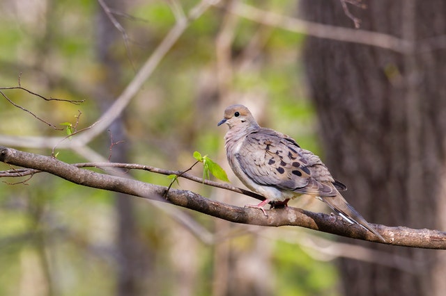 dove