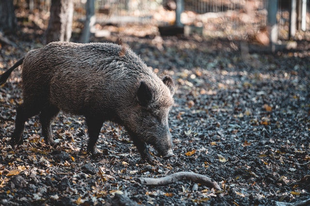 feral hog