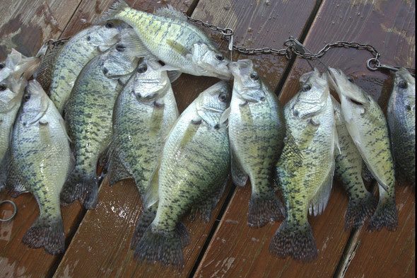 crappie