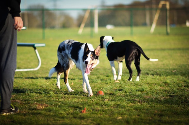 dog park