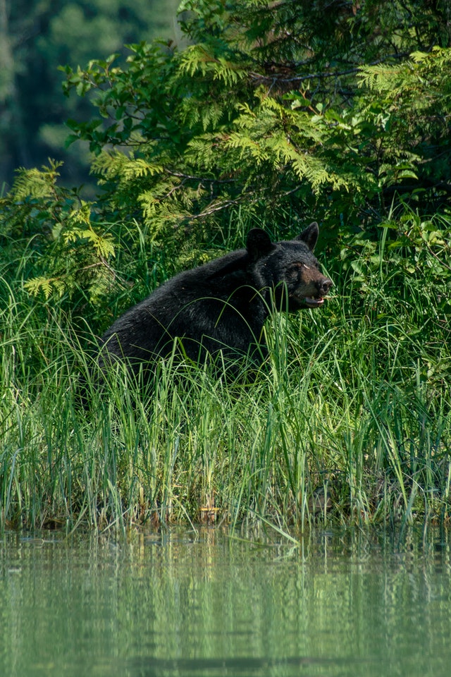 black bear