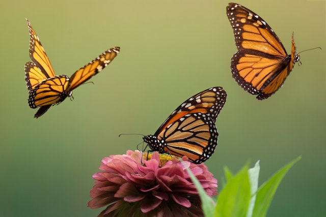 monarch butterflies