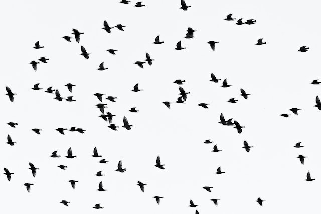 birds