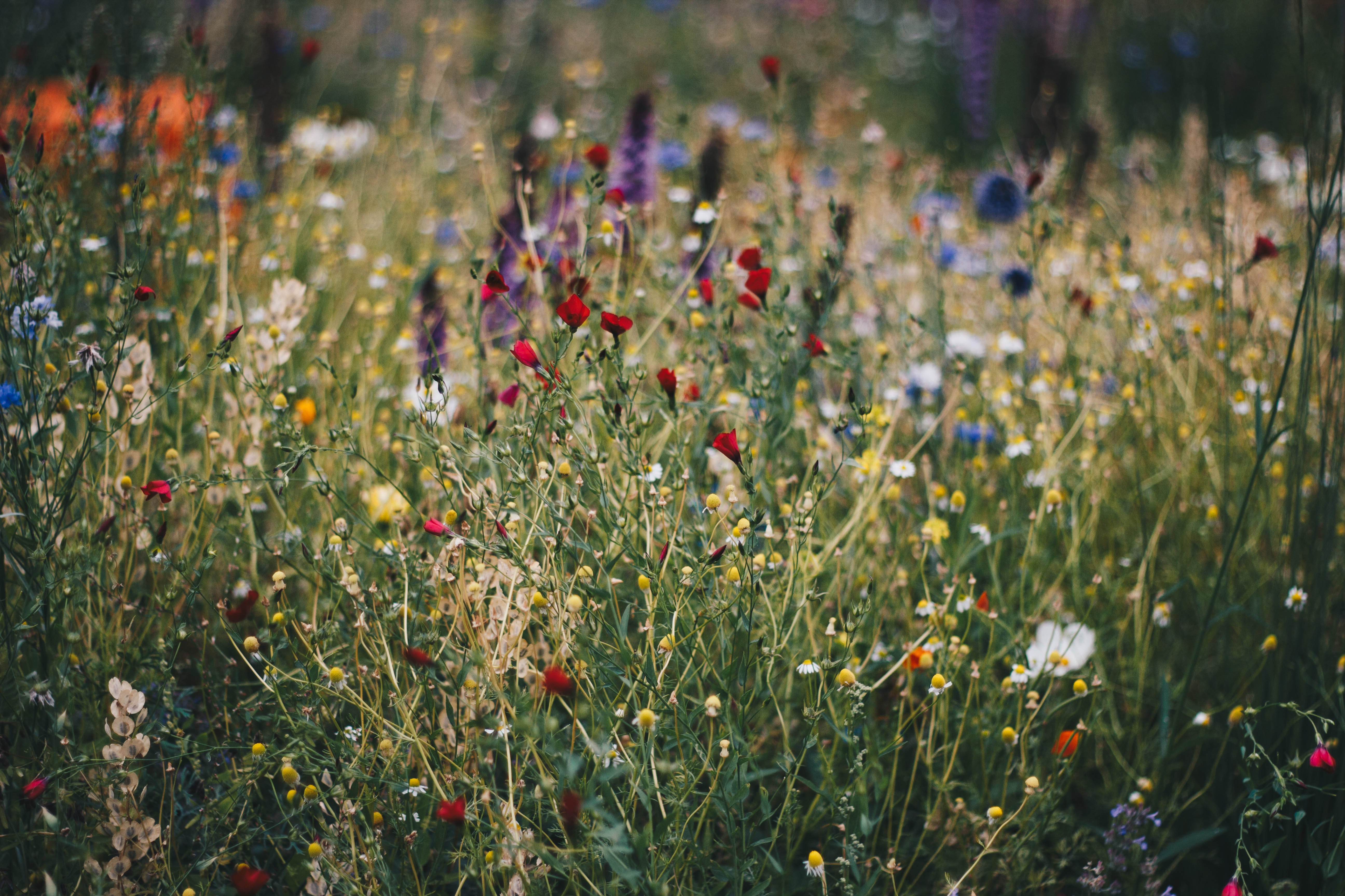 wildflowers