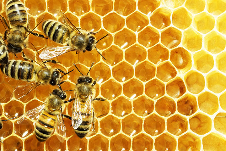 Bees on honeycomb
