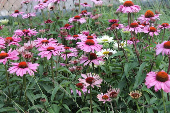 Purple coneflower "Magnus," a popular nativar. Photo by Elvert Barnes, shared under a Creative Commons (BY) license.