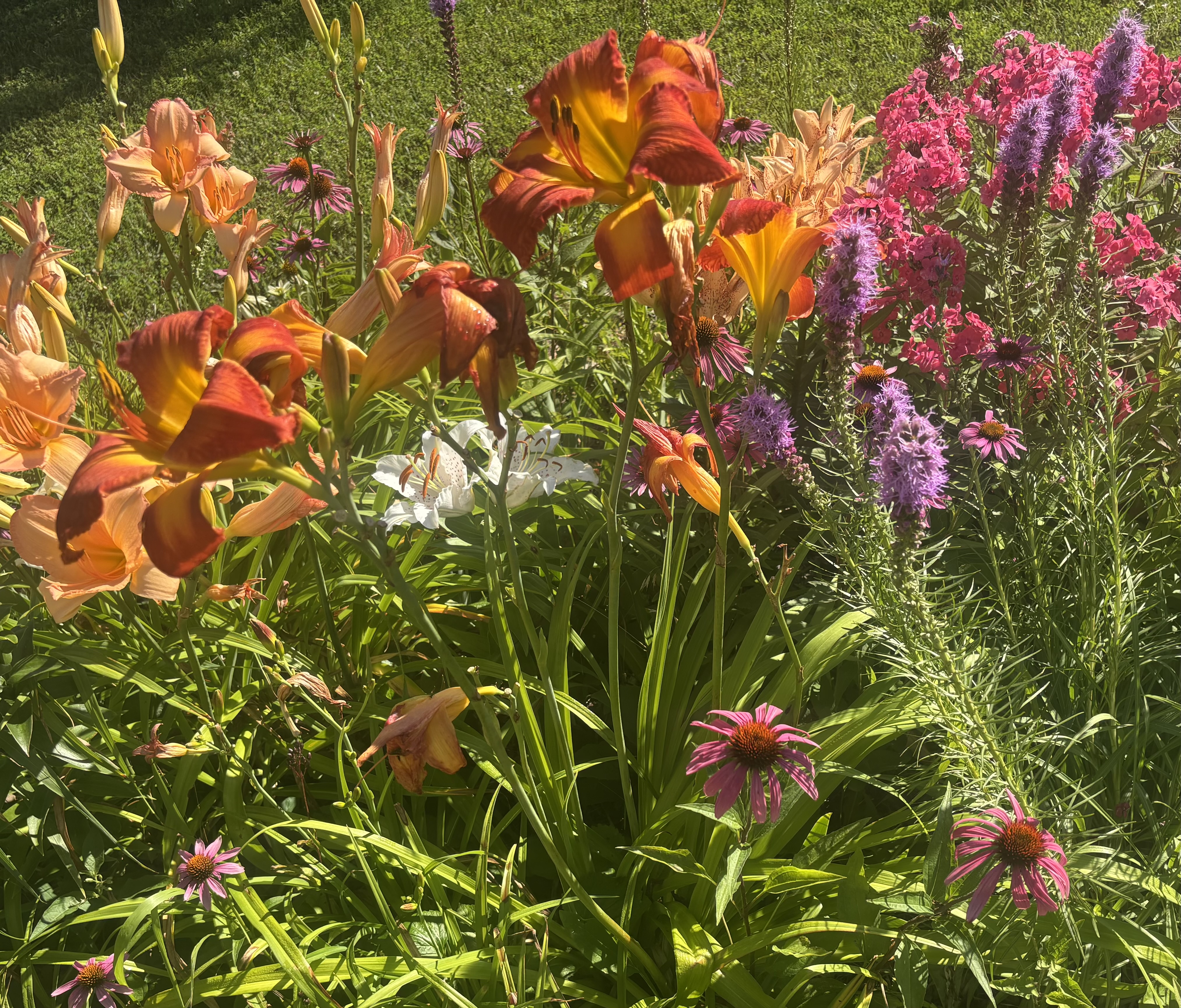 Bed of Daylilys
