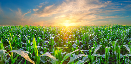 Iowa farmers produced 2.63 billion bushels of corn in 2024, making the state the nation's number one corn producer, according to CropProphet. (AdobeStock)