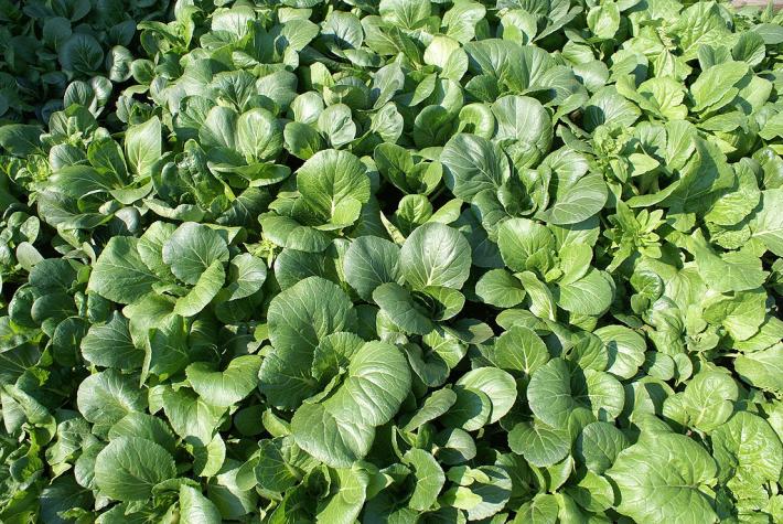 Bok choy, a type of Chinese cabbage. Photo by JS. Shared under a Creative Commons license (CC BY-SA 3.0), via Wikimedia Commons.