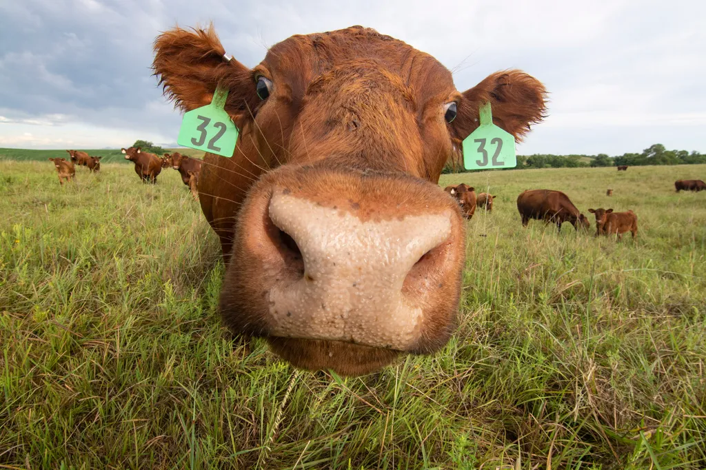 Cow in photo