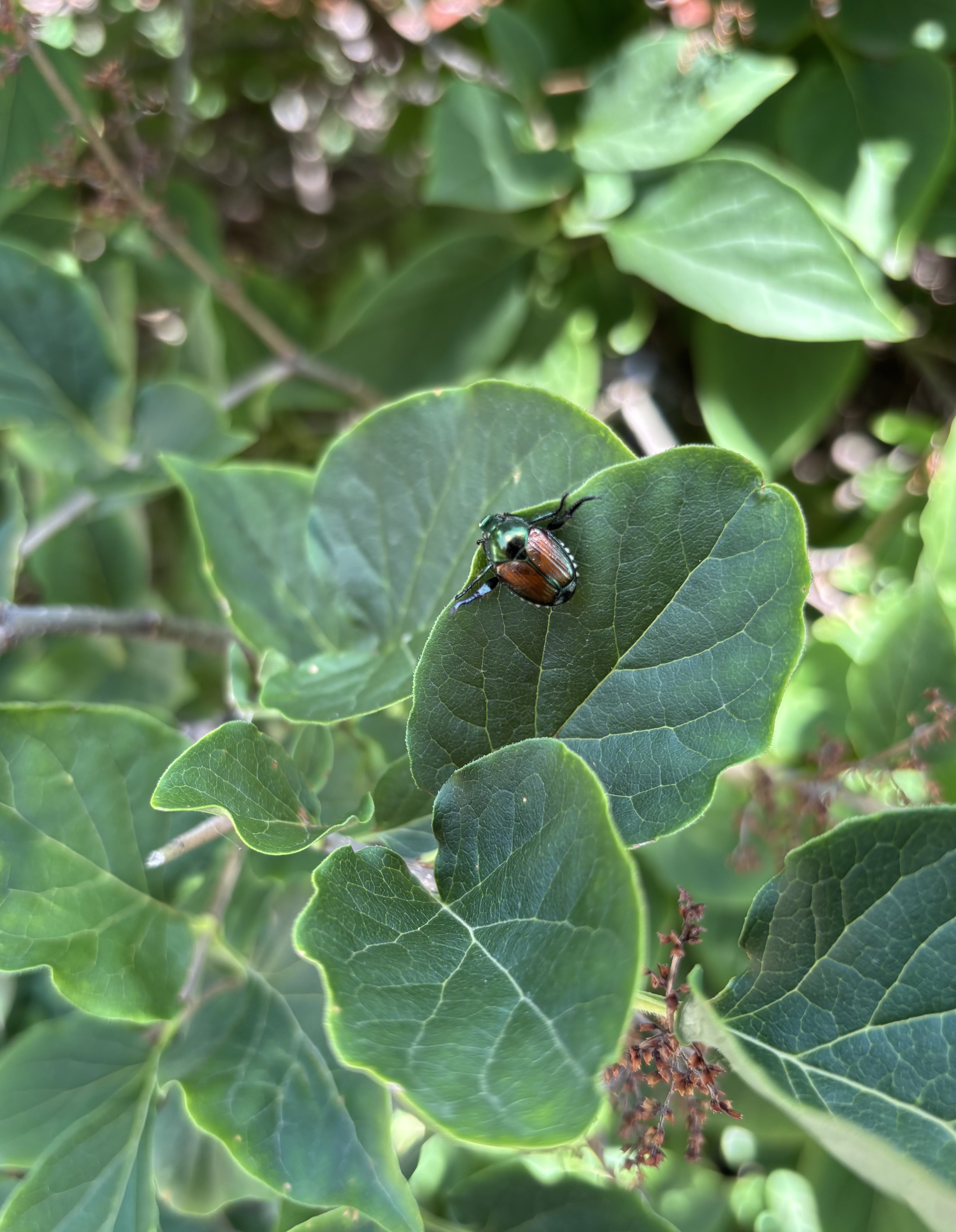 Japanese beetle on leaf