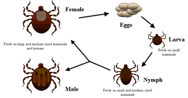 Life cycle of a tick