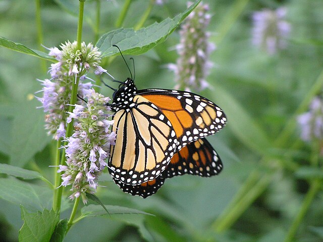 Monarch Butterfly